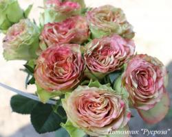 BIGO GARDEN DFR-19 (Бигоу Гаден ДФР-19)