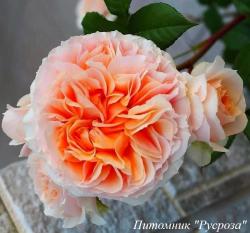 KIZUNA (MASKIZU) (Кизуна)