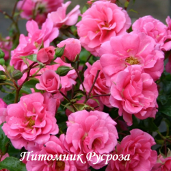 LES QUATRE SAISONS (PINK SWANY) (Ле Катр Сэзон или Четыре сезона)