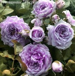 LE CIEL BLEU (Лю Сиель Блю)