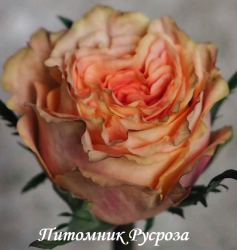 LOWE PERL (Лоу Пел)