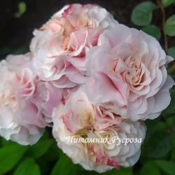 MARLENE CHARELL ( Марлен Чарелл)