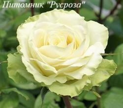 MINT TEA (Минт Ти)