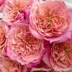 MIYABI (KEIJI) (Мияби)