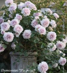 NEW WAVE (Нью Уэйв)