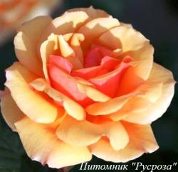 PRIDE OF CHESHIRE (Прайд Оф Чешир)