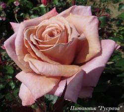 SIMPLY GORGEOUS (Симпли Годжес)