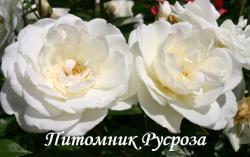 SCHNEEWITTCHEN (ICEBERG) (Шнеевиттхен)