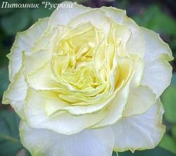 WAKANA (Вакана)