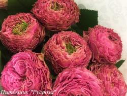 WILD MOMENTS (Уайлд Моументс)