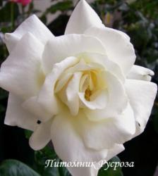 YORKSHIRE BANK (Йокши Бэнк)