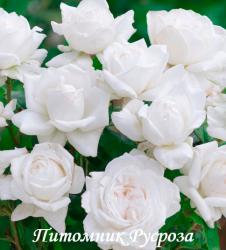 ANNAPURNA (DORBLAN) (Аннапюрна)