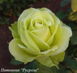 AMANDINE ЧГ (Амандина)