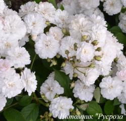 BLANCHE CASCADE (Бланш Каскад)