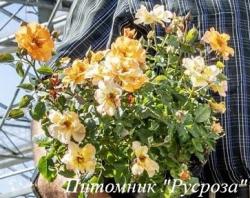 CASTELLEN (Кастеллен)