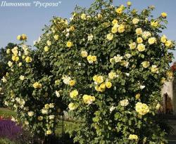 CLIMBING GARDEN BEAUTIES YELLOW (Клаймин Гаден Бьютис Йеллоу)