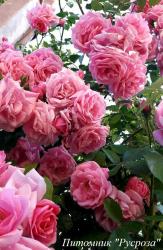 CORAL DAWN (Корал Дон)