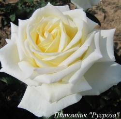 DIAMOND DAYS (HARTRIBE) (Даймонд Дэйз)