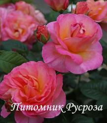 DORNBURGER SCHLOSSROSE (Дорнбурге Шлоссрозе) ШТ 80-90