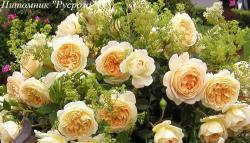 FELIDAE (Фелидай)