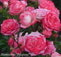 FURORE (SPRAY) (Фурор)