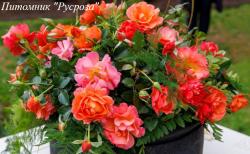 GAART AN HEEM (Харт Ан Хейм)