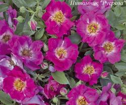 GIACOMO PUCCINI (Джакомо Пуччини)