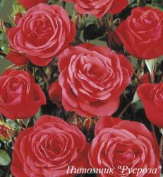 JIVE (POULYC009) (Джайв)