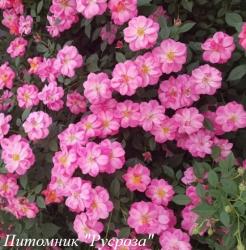 JOLIE PROVENCE (Жоли Прованс)