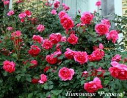 КАТЕРИНА (Katerina)