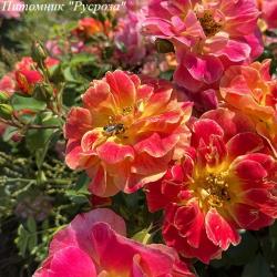 LA BOURBONNAISE (Ля Бурбоннез)