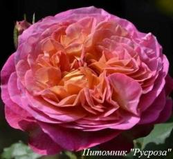 LE ROSIER DE LA MEMOIRE (Лё Розье До Ля Мемуар)