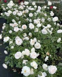 MARINA PICASSO (Марина Пикассо)