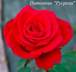 NINA ЧГ (Нина)