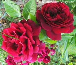 OLDE ROMEO (Олд Ромэо)