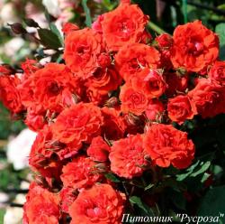 ORANGE BABYFLOR (Оранж Бэбифло)