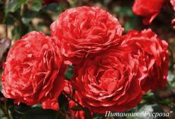 RED PASSION (BOZEDIB025) (Ред Пашн)