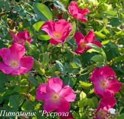 ROSA GALLICA (RED ROSE) (Роза Галлика)