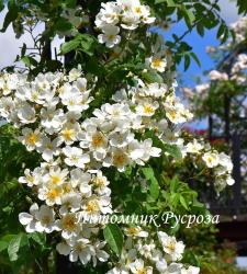 ROSA HELENAE (WILSON) (Роза Еленей)