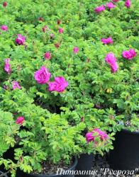 ROSA RUGOSA PINK (Роза Ругоза Пинк)