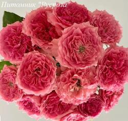 ROSE CORONA (KAWAMOTO) (Розе Корона)