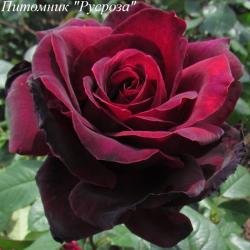 SEALED WITH A KISS (Силд Уиф Э Кис)