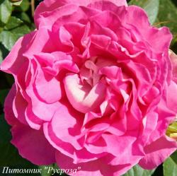 SIR HENRY (Сэр Генри)