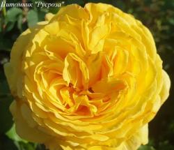 SKYLIGHT (LANDERS) (Скайлайт)