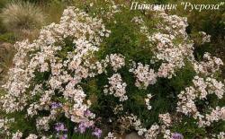 TAPIS VOLANT (Тапи Волен)