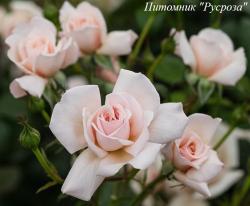 THE ELTON JOHN ROSE (F198J) (Зе Элтон Джон Роуз)