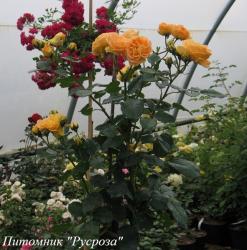 TIMELESS (Таймлес)