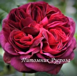 WITCHCRAFT (Уичкрафт)