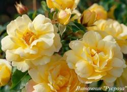 YELLOW VAZA (Йеллоу Ваза)