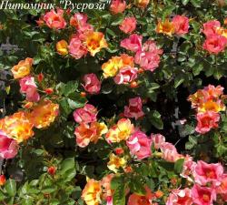 YOUR LOVELY EYES (Ё Лавли Айз)